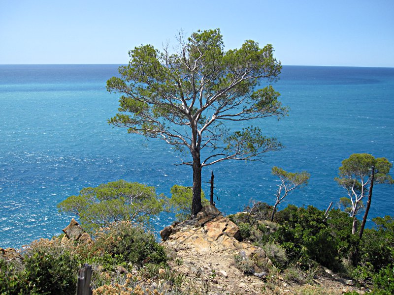 [Albero isolato sulla scogliera d Punta Moneglia]