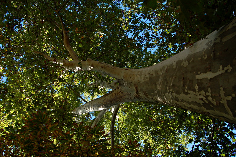 [Un grande albero nel Jardín de la Isla a Aranjuez]