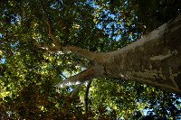 [Un grande albero nel Jardín de la Isla a Aranjuez]